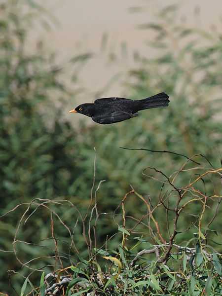 Mustarastas, Common Blackbird, Turdus merula